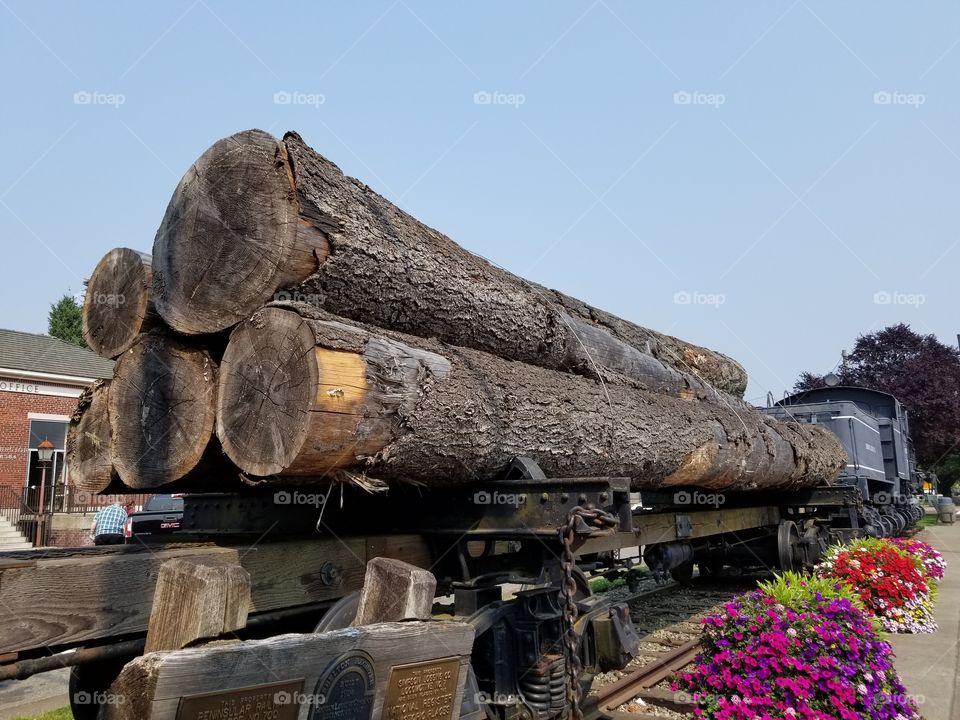 Large felled logs on logger train