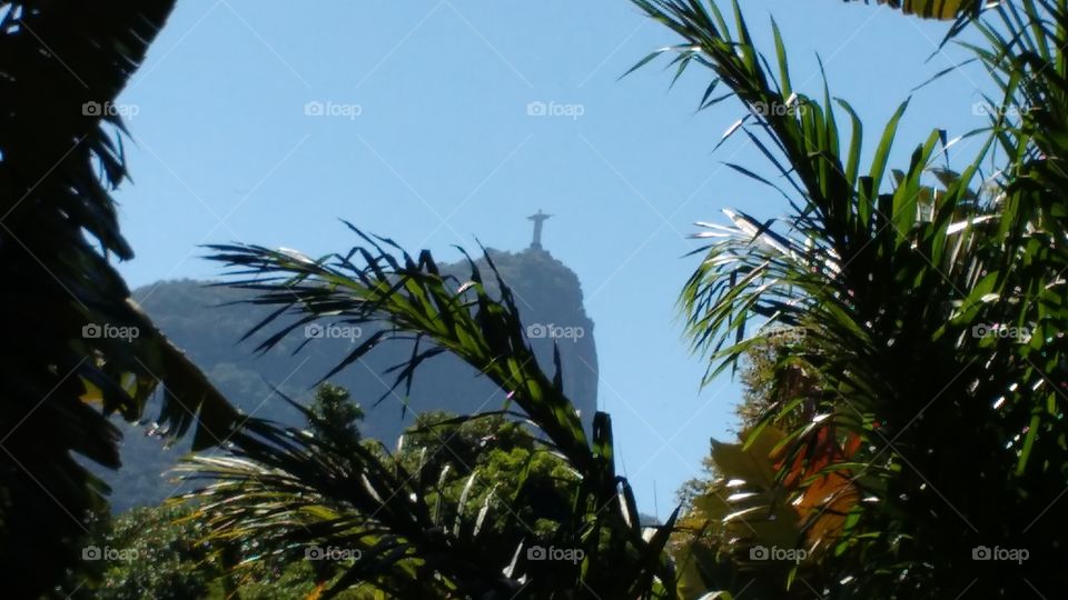 Jardim Botânico, Rio de Janeiro, Brasil

view of Christ Redeemer

"The Botanical Garden shows the diversity of Brazilian and foreign flora. There are around 6,500 species (some endangered) distributed throughout an area of 54 hectares, and there are numerous greenhouses. The garden also houses monuments of historical, artistic and archaeological significance. There is an important research center, which includes the most complete library in the country specializing in botany with over 32,000 volumes.

It was founded in 1808 by King John VI of Portugal. Originally intended for the acclimatisation of spices like nutmeg, pepperand cinnamon imported from the West Indies, the garden was opened to the public in 1822, and is now open during daylight hours every day except 25 December and 1 January.

The 140-hectare park lies at the foot of the Corcovado Mountain, far below the right arm of the statue of Christ the Redeemer and contains more than 6,000 different species of tropical and subtropical plants and trees, including 900 varieties of palm trees. A 750 m line of 134 palms forms the Avenue of Royal Palms leading from the entrance into the gardens. These palms all descended from a single tree, the Palma Mater, long since destroyed by lightning. Only about 40% of the park is cultivated, the remainder being Atlantic Forest rising up the slopes of Corcovado. The park is protected by the Patrimônio Histórico e Artístico Nacional and was designated as a biosphere reserve by UNESCO in 1992.

The Botanical Garden has an important research institute, which develops a wide range of botanical studies in Brazil. The institute has taxonomists who specialize in the identification and conservation of the neotropical flora."

site Wikipédia.
