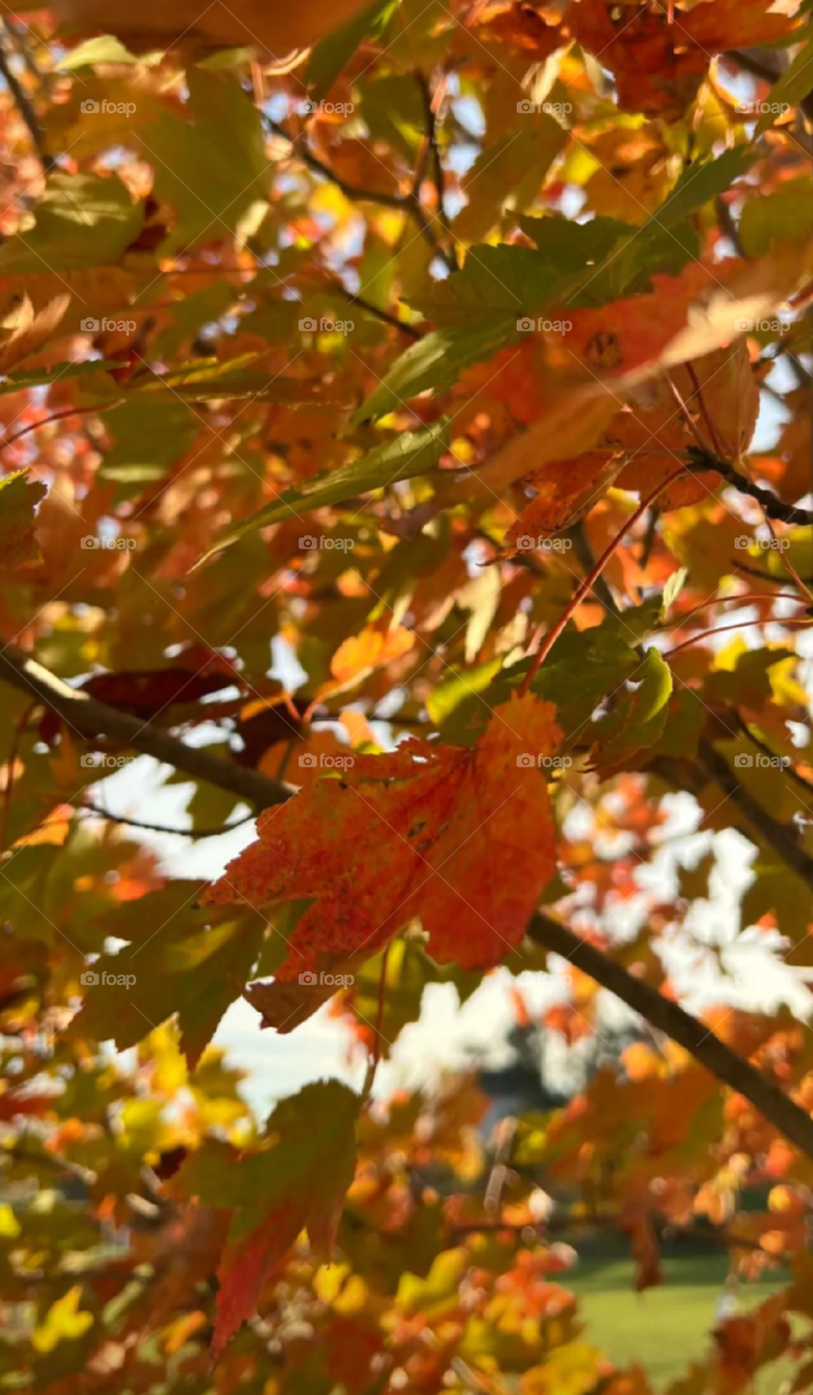 The beauty of the colors of autumn leaves