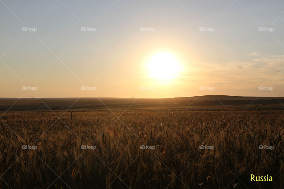 Russia wheat field