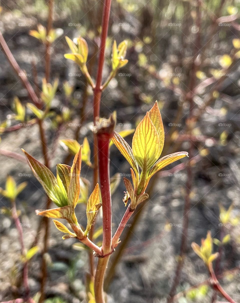 Brand new leaves