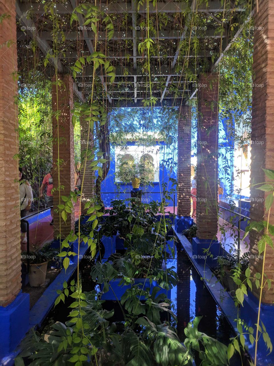 Indoor Rainforest with Hanging Green Plants and Water at the Jardin Majorelle (Garden) in Marrakech in Morocco