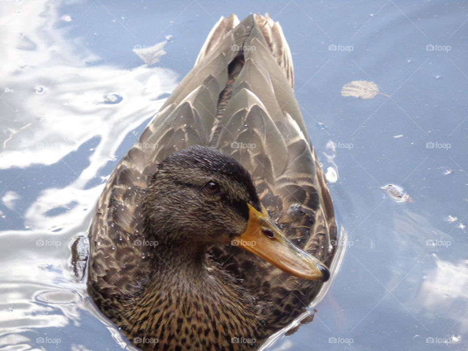 sweet duck swimming in lake