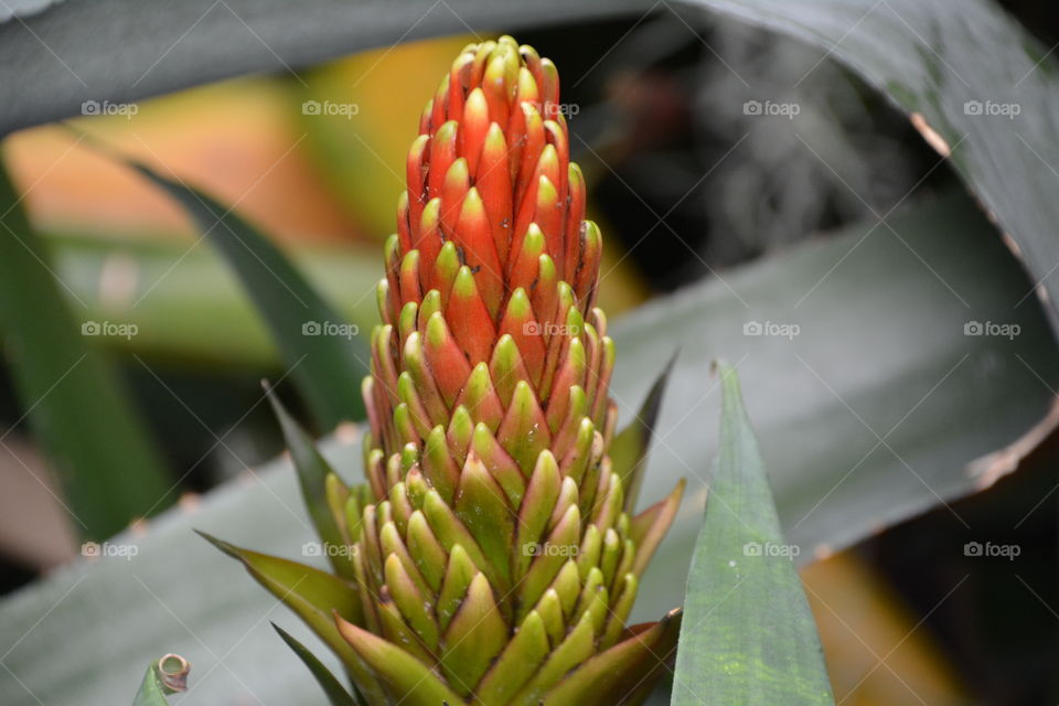 Agave bud