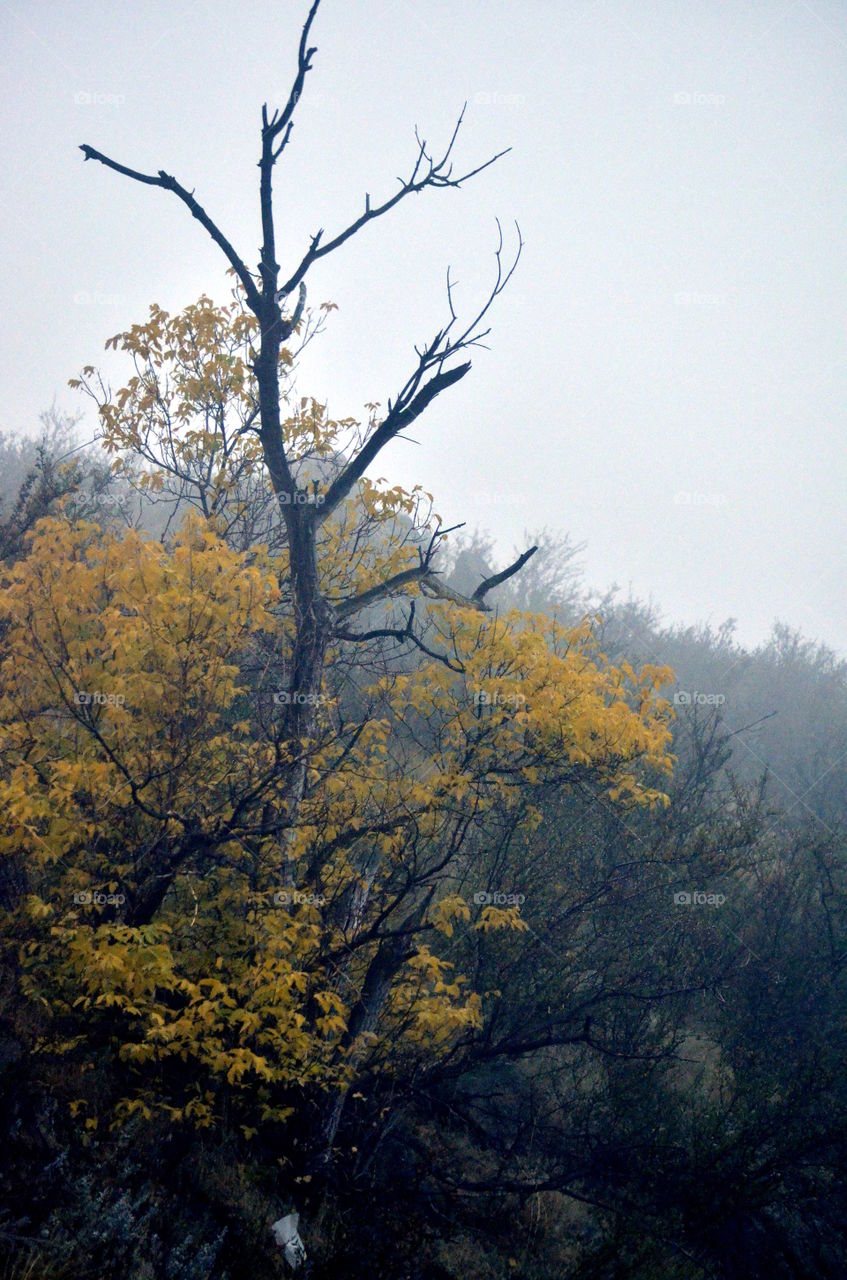 Foggy Fall morning on lookout mountain in Colorado