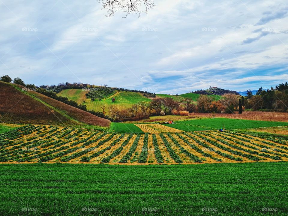 green valleys and fields of artichokes, which bloomed again in early spring