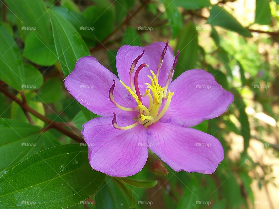 wild flowers