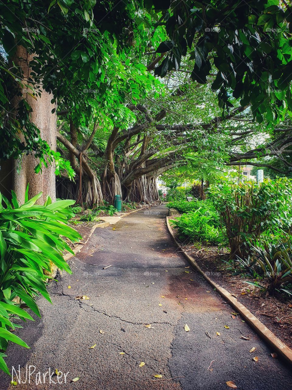 Pathway through park