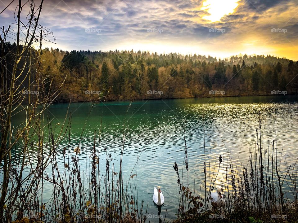 Landscape of a lake with 2 swans In sunlight .beautifull place for relax  beautiful destination for couples or family trips. Located in a small picturesque European country called Slovenia.This is the urban escape near the capital city Ljubliana. 