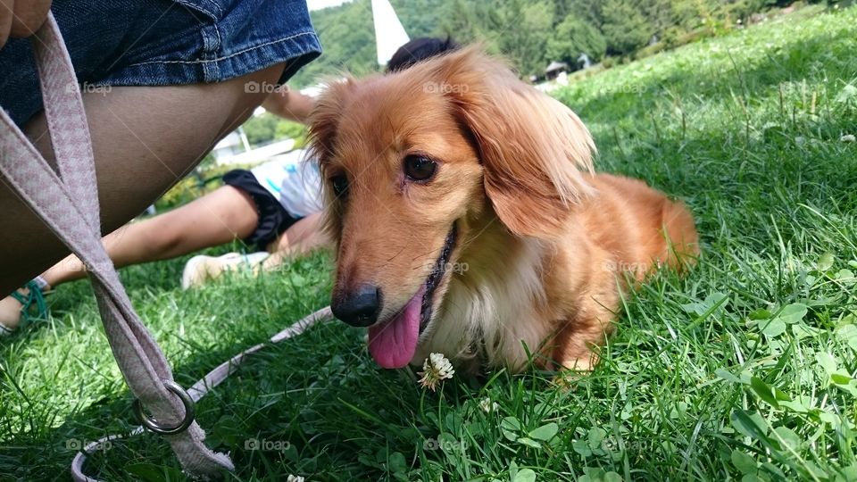 Close up of dog with pet owner