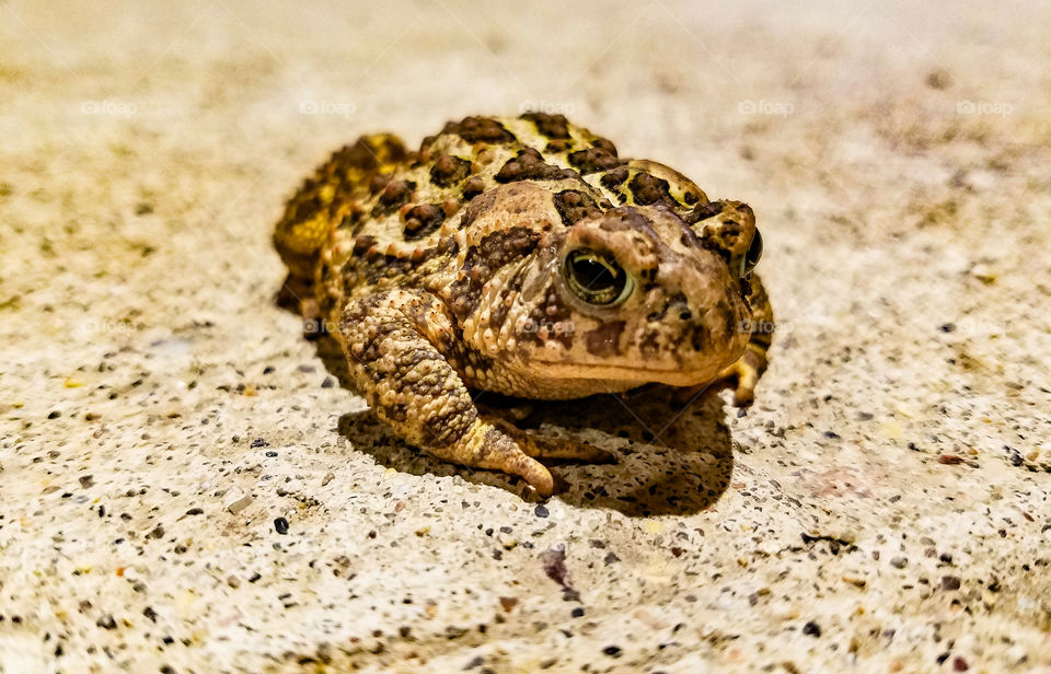 Friendly Toad