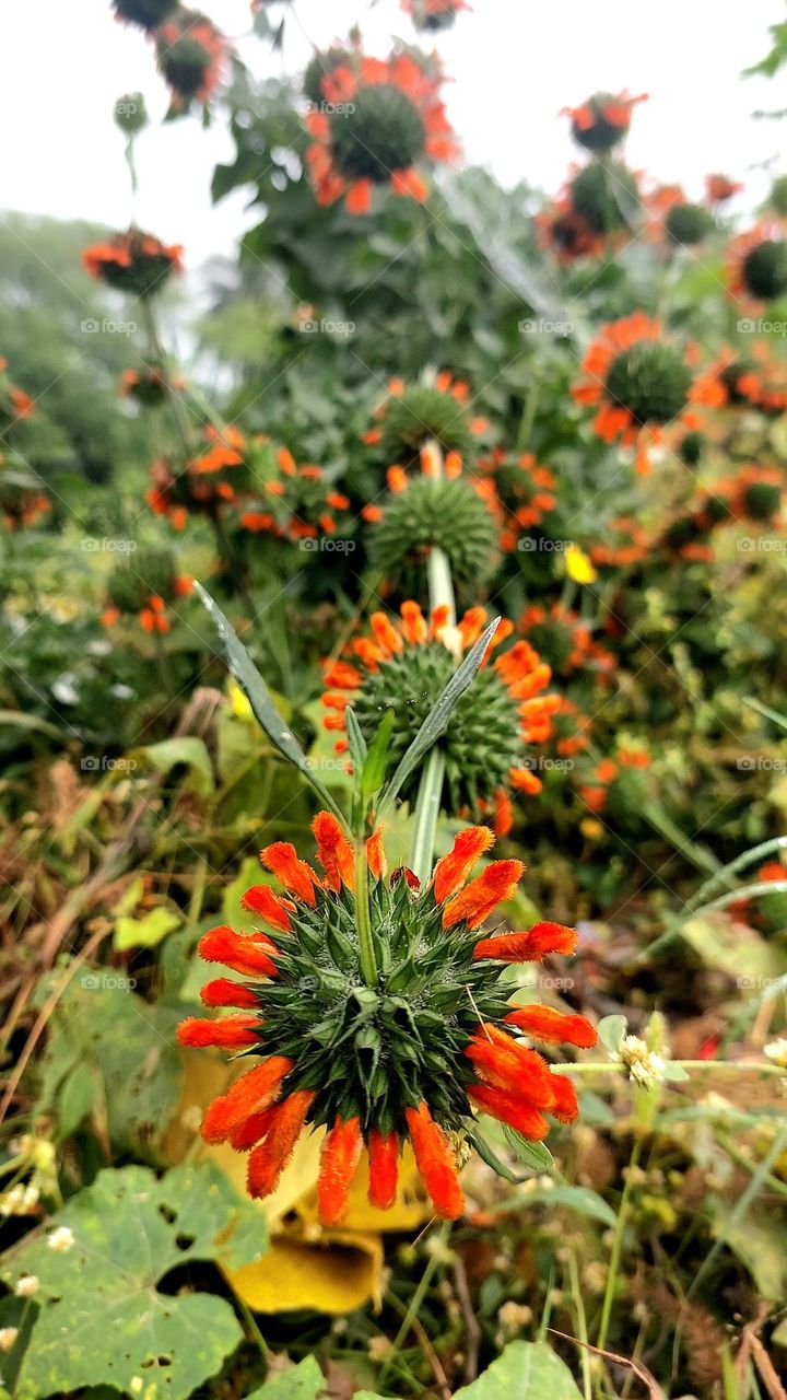 Lion's tail Leonotis leonurus. Known also as wild