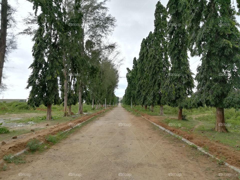 Path having trees on both sides