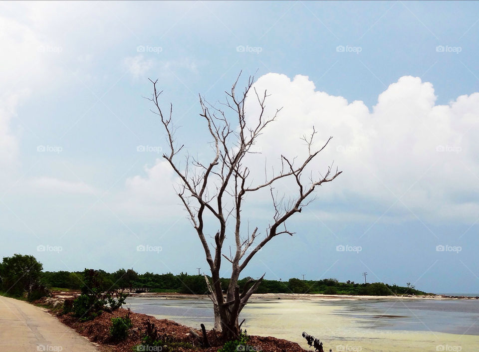 Dried out tree near the sea