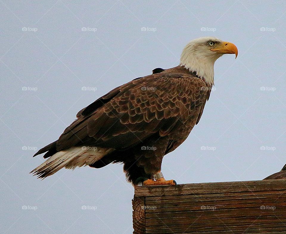 Profile of a Bald Eagle