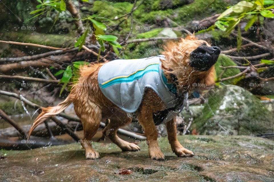 Dog in a Cooling Vest shaking off excess water