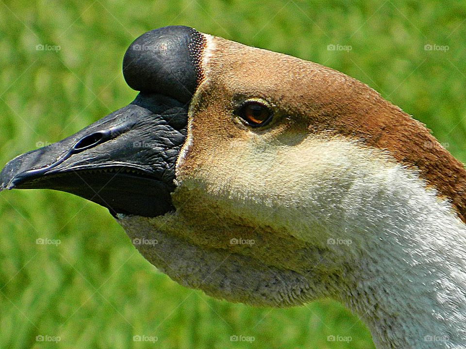 Wild Animals of The United States Foap Mission - Closeup of Chinese Goose