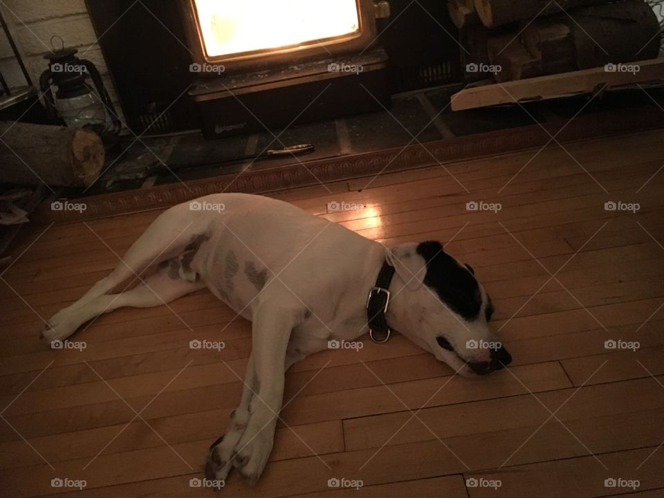 Cute dog sleeping by the fireplace 
