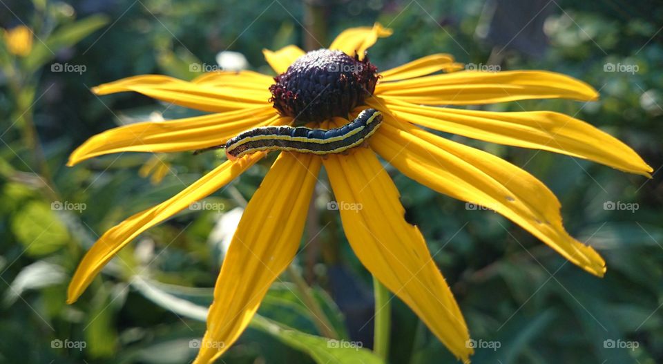 Caterpillar on yellow flower