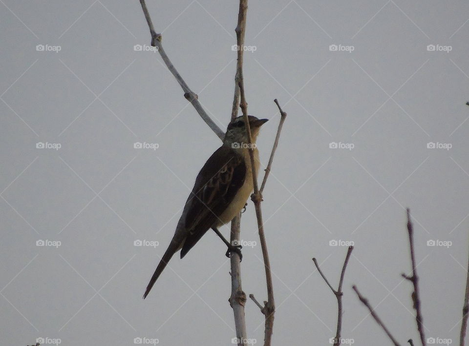 Piet thriller. Solitry perching on bird to branch of dryng branches. Medium-sized bird to the colour of white nearly spread brown at the site of abdominal bird.