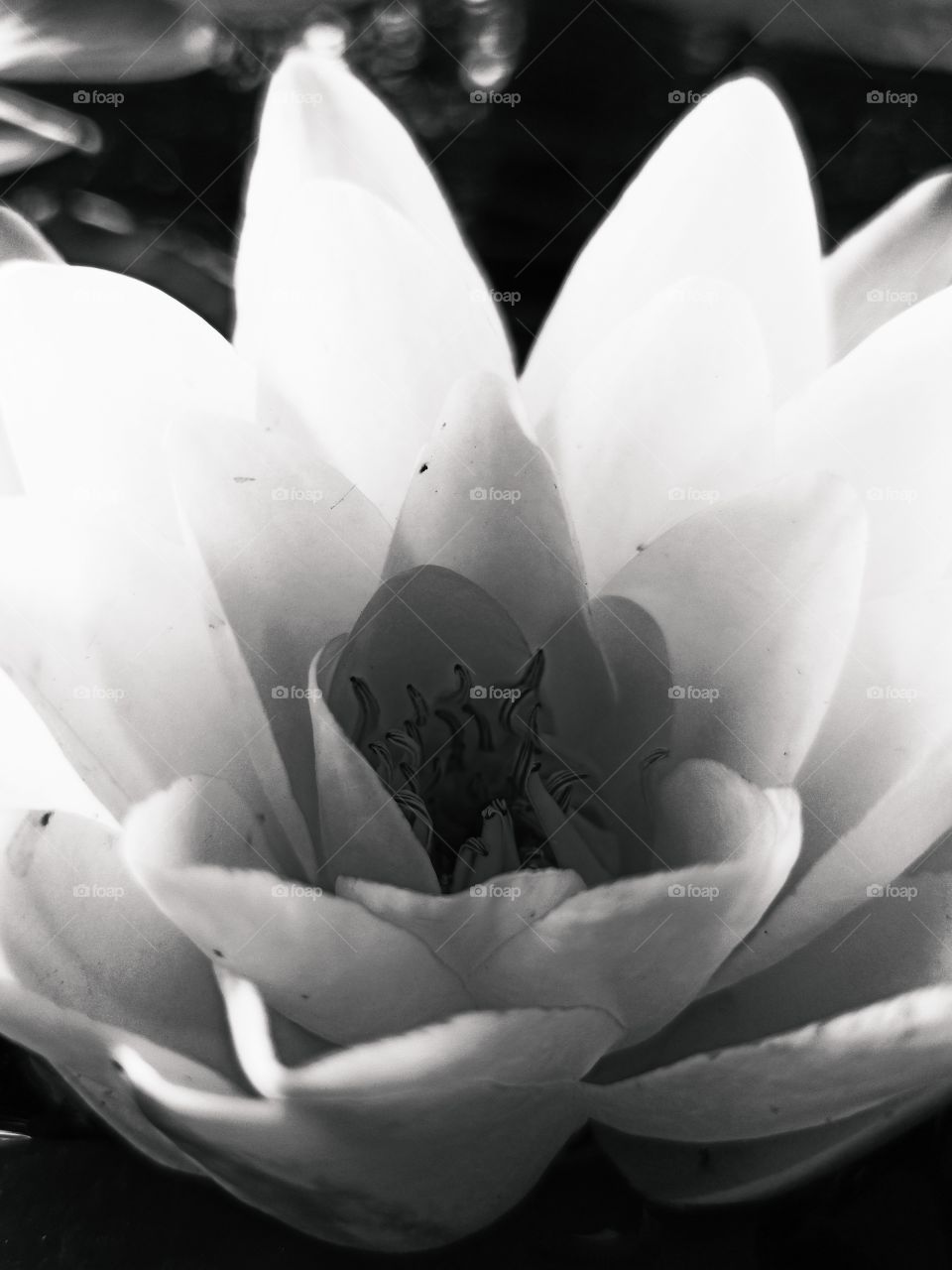 lotus flower closeup in black and white