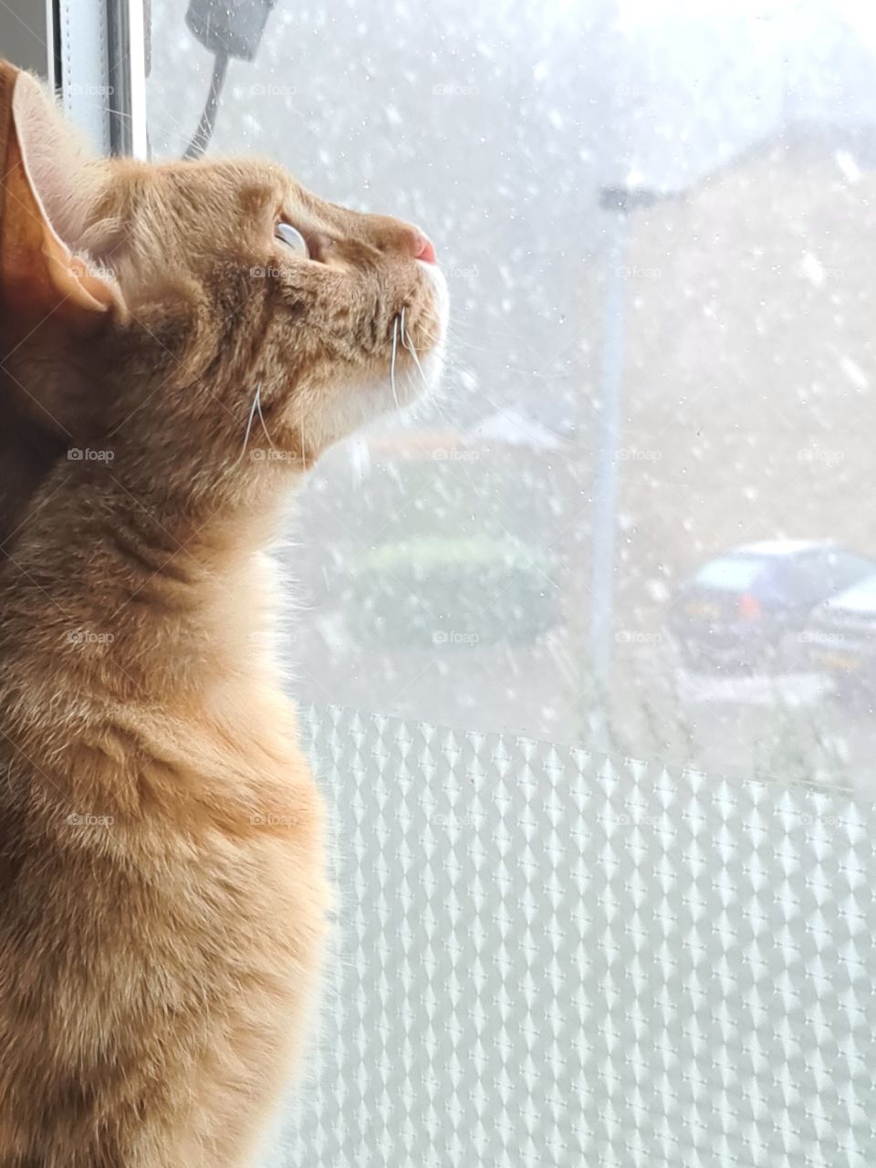 Watching the snow