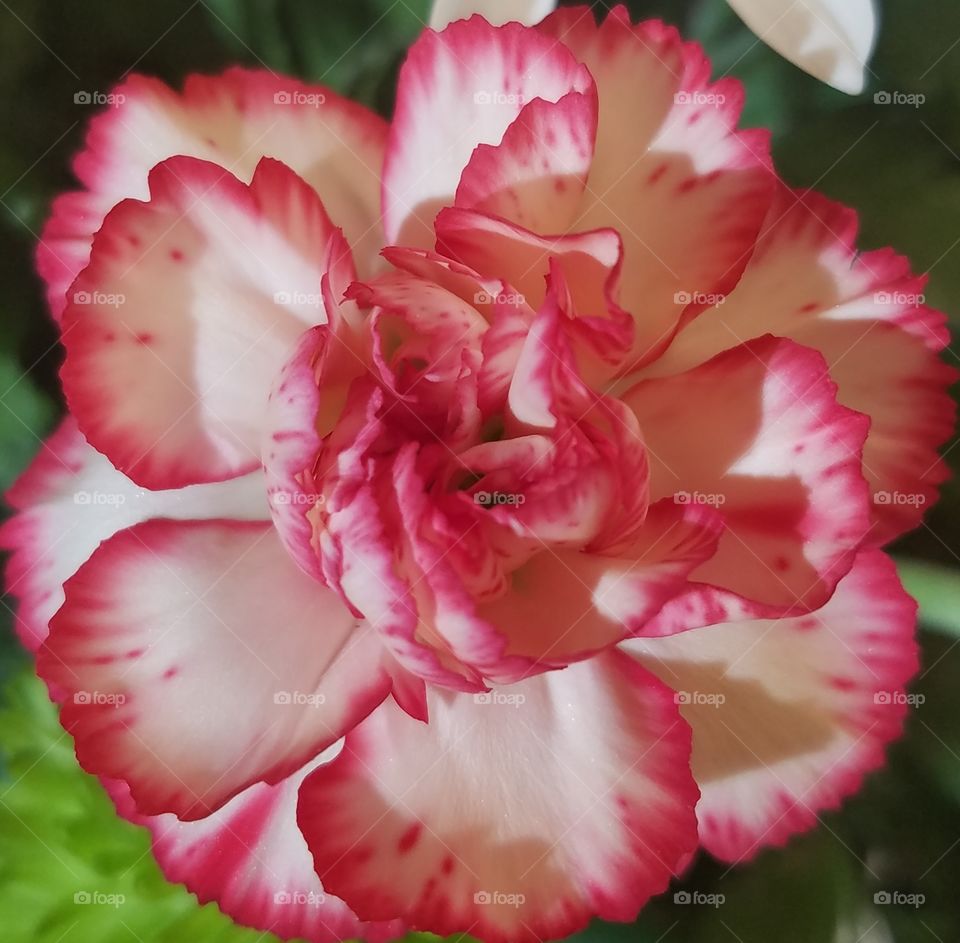 close up of blooming pink and orange carnation