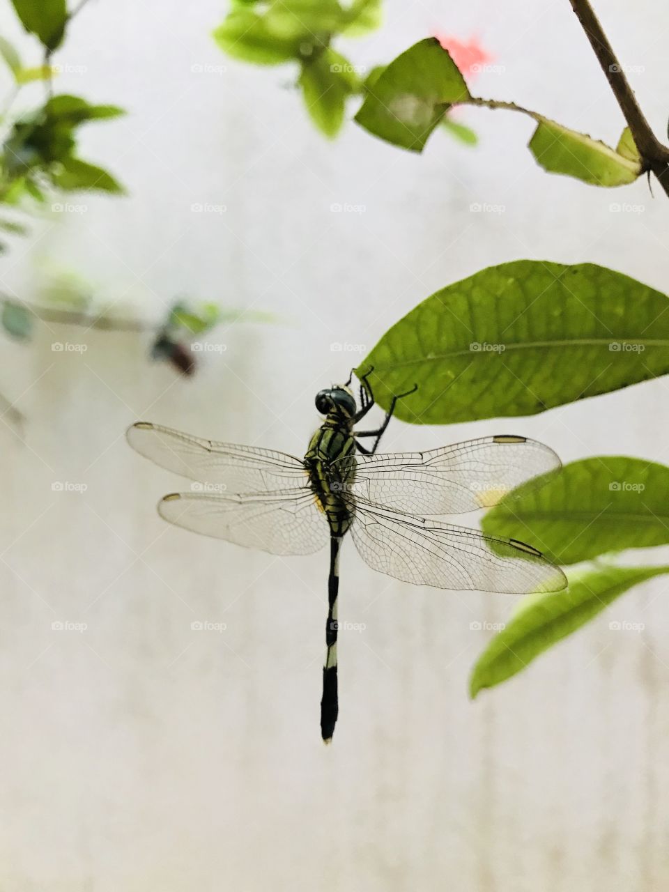 Green dragonfly 