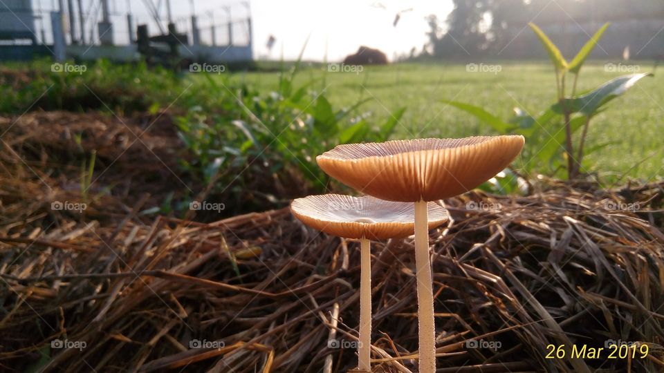 mushroom parabbol link