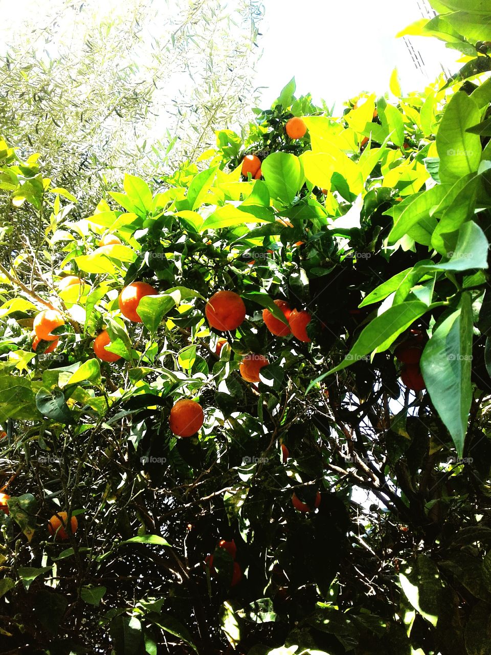 Oranges in tree