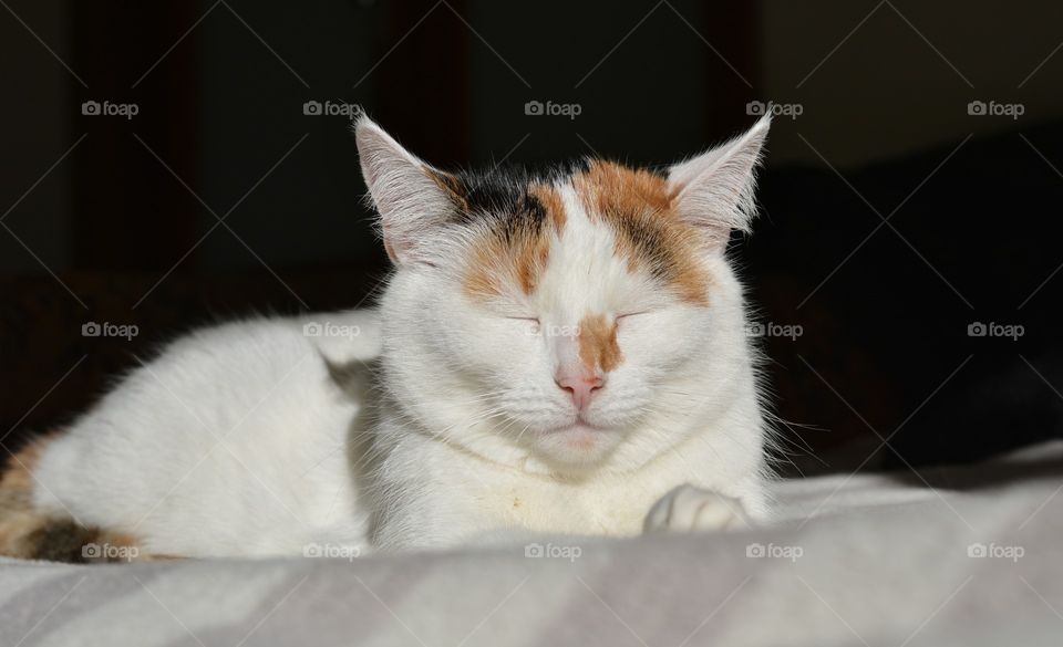 white cat portrait funny sleeping home in the sunlight