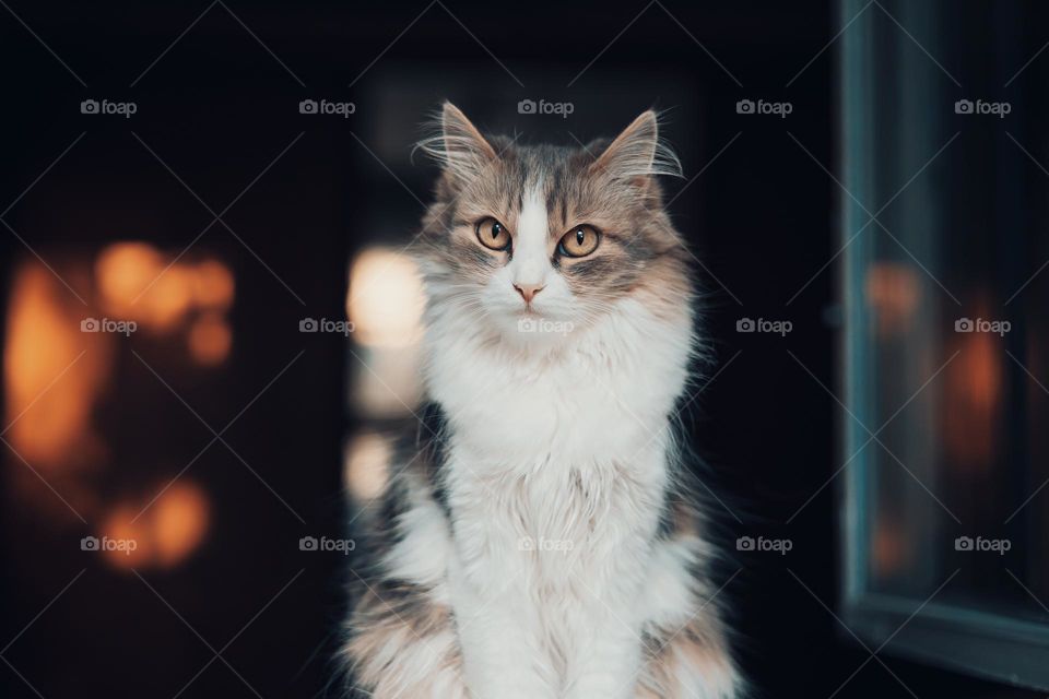 portrait of domestic cat . shallow depth of field