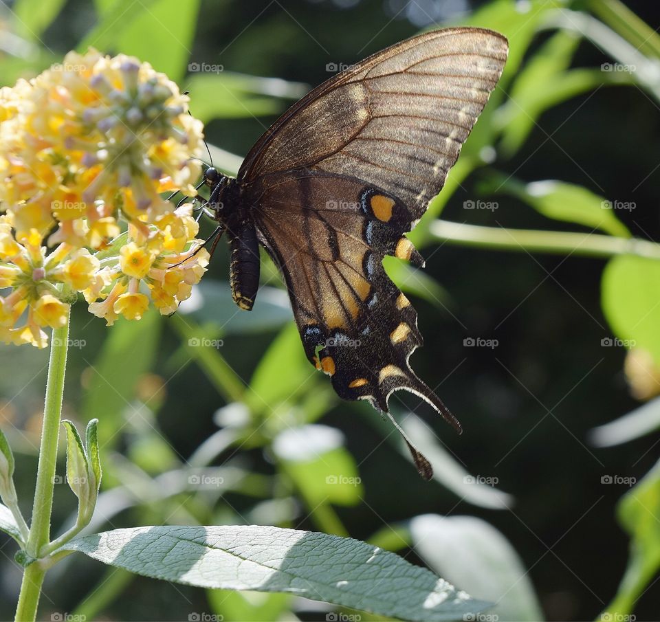 Butterfly on a yellow flower