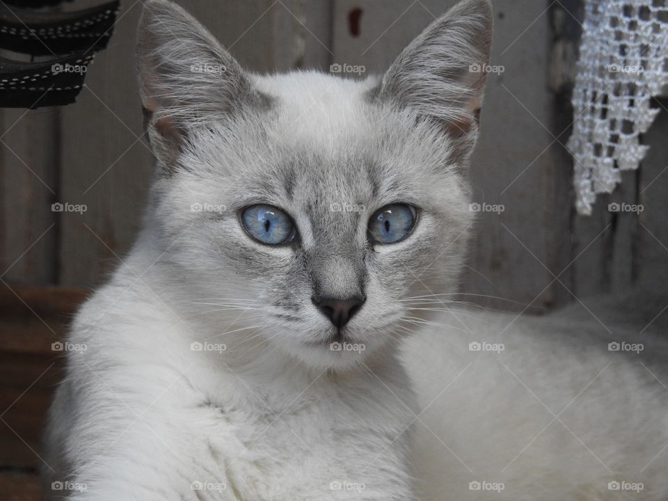 White cat with blue eyes