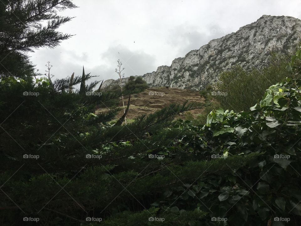 Trees- green -weather- clouds - leaves