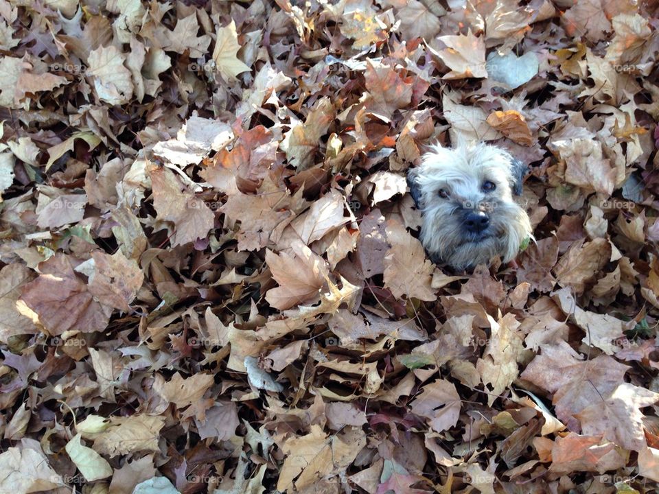 Dog buried in a leaf pile