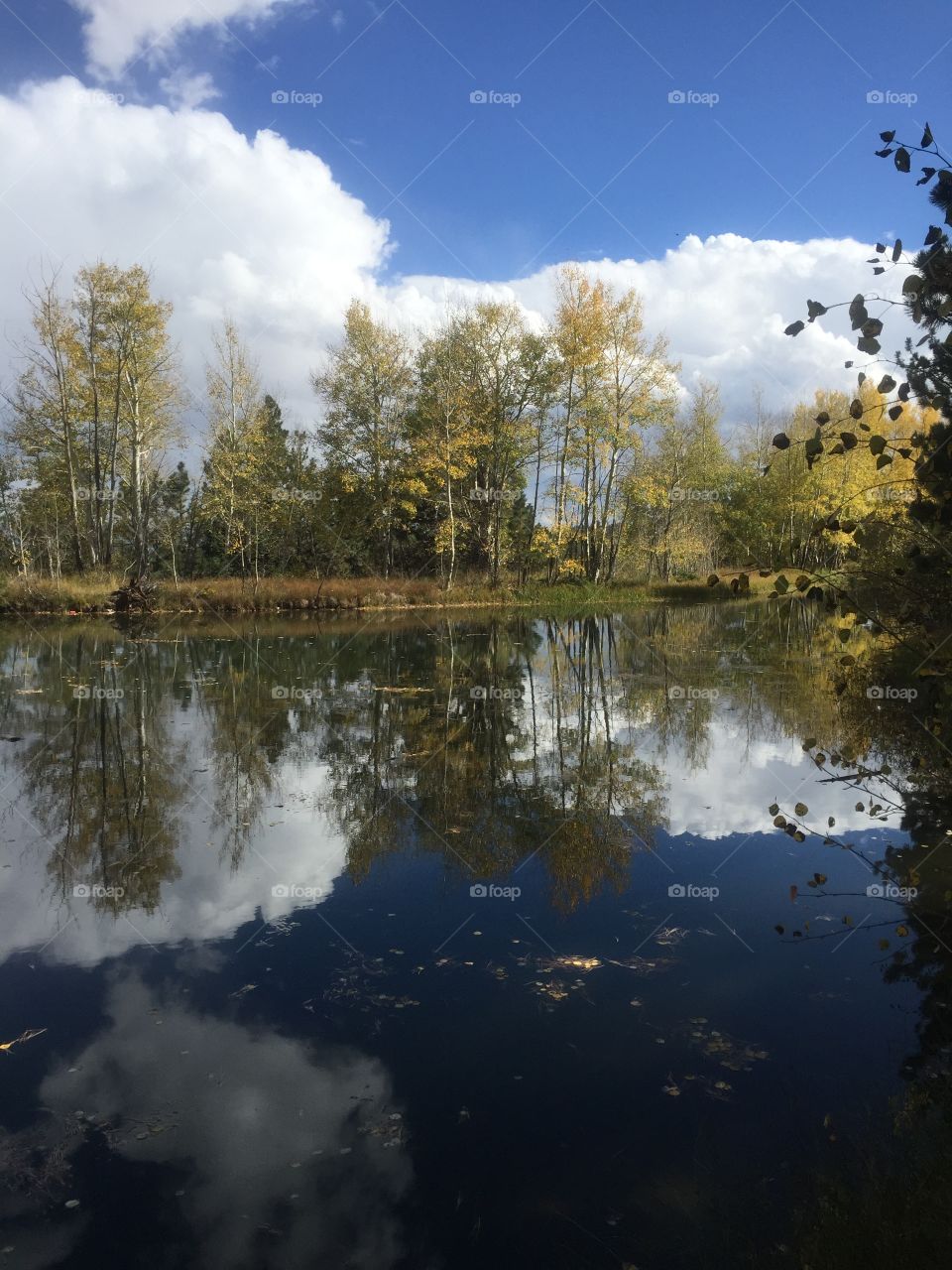Tree reflections on mountain lake 