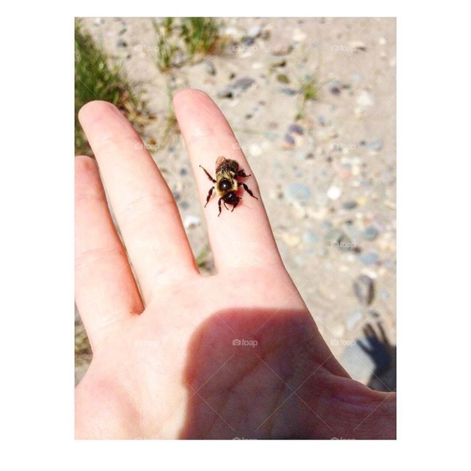 Beach day with a honey bee 