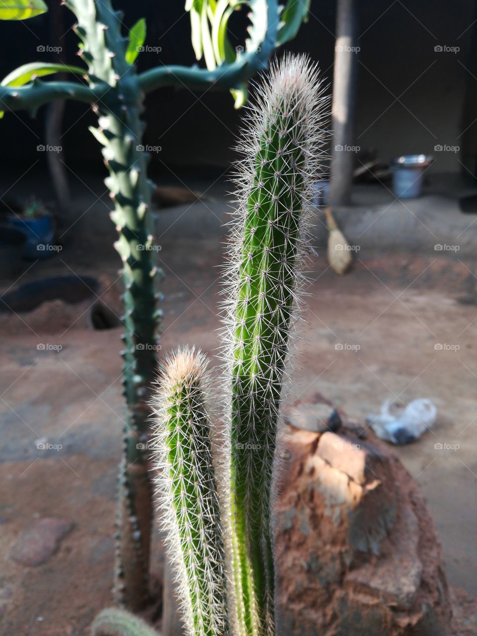 cactus
