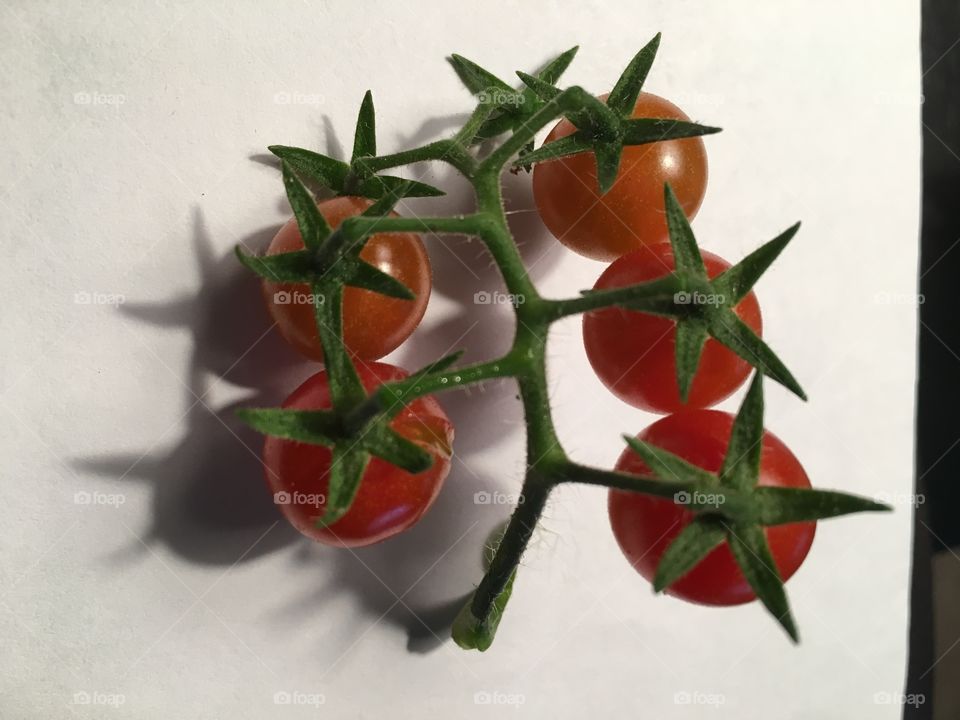 Florida tiny tomatoes
Tom toe tomato 