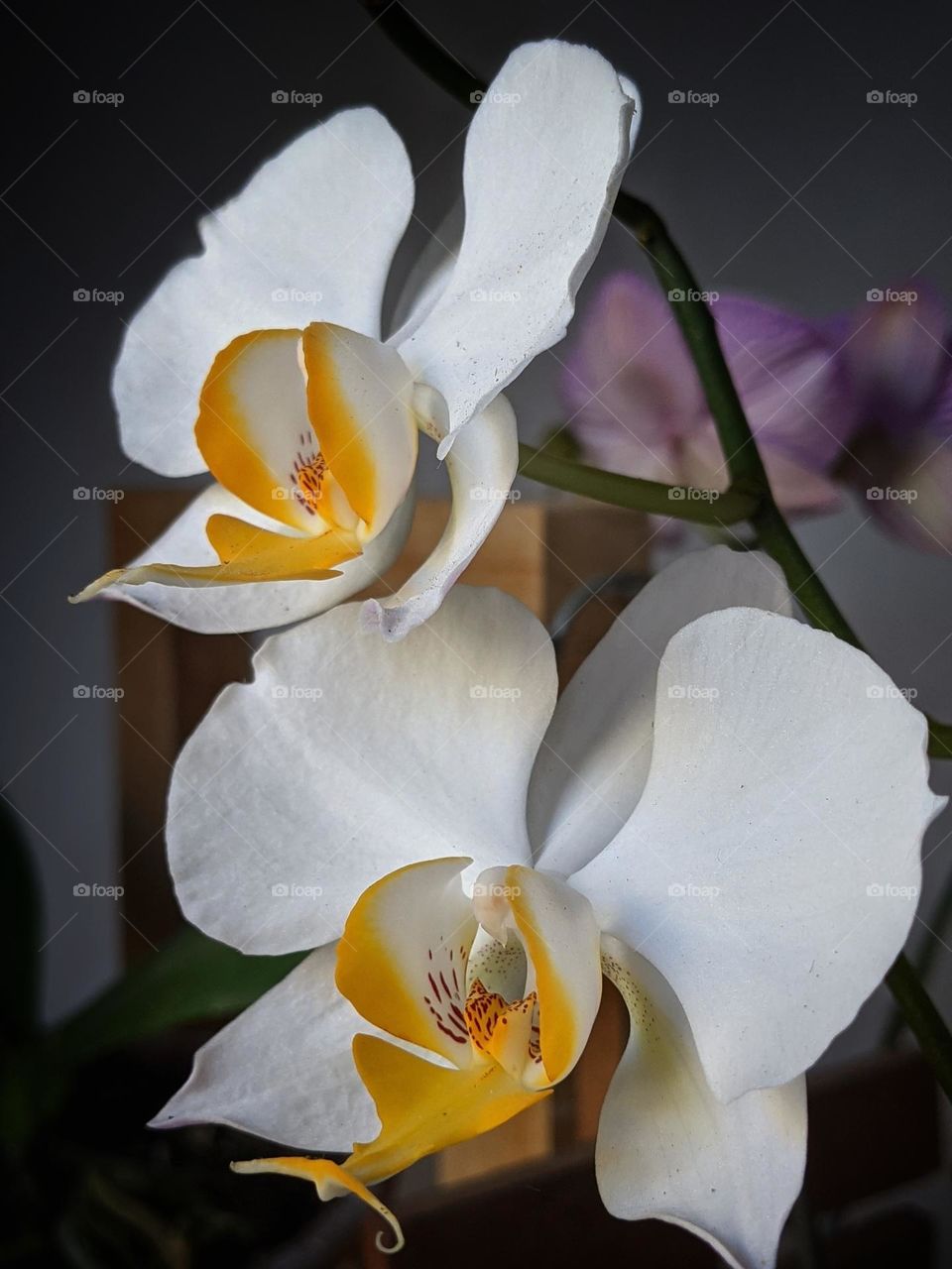 white orchid