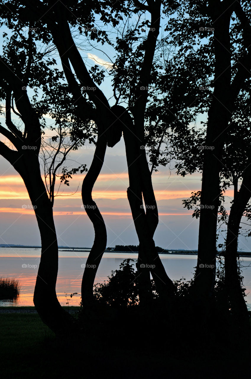 Sunset Behind Trees