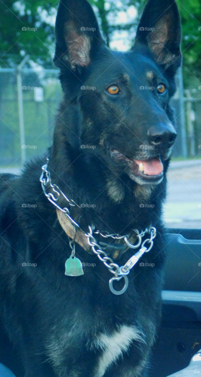 The German Shepherd  dog has made a name for himself as a police and military dog, guide and assistance dog, search dog and detector dog!