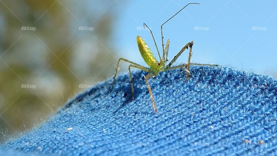 Nature, Insect, No Person, Closeup, Outdoors