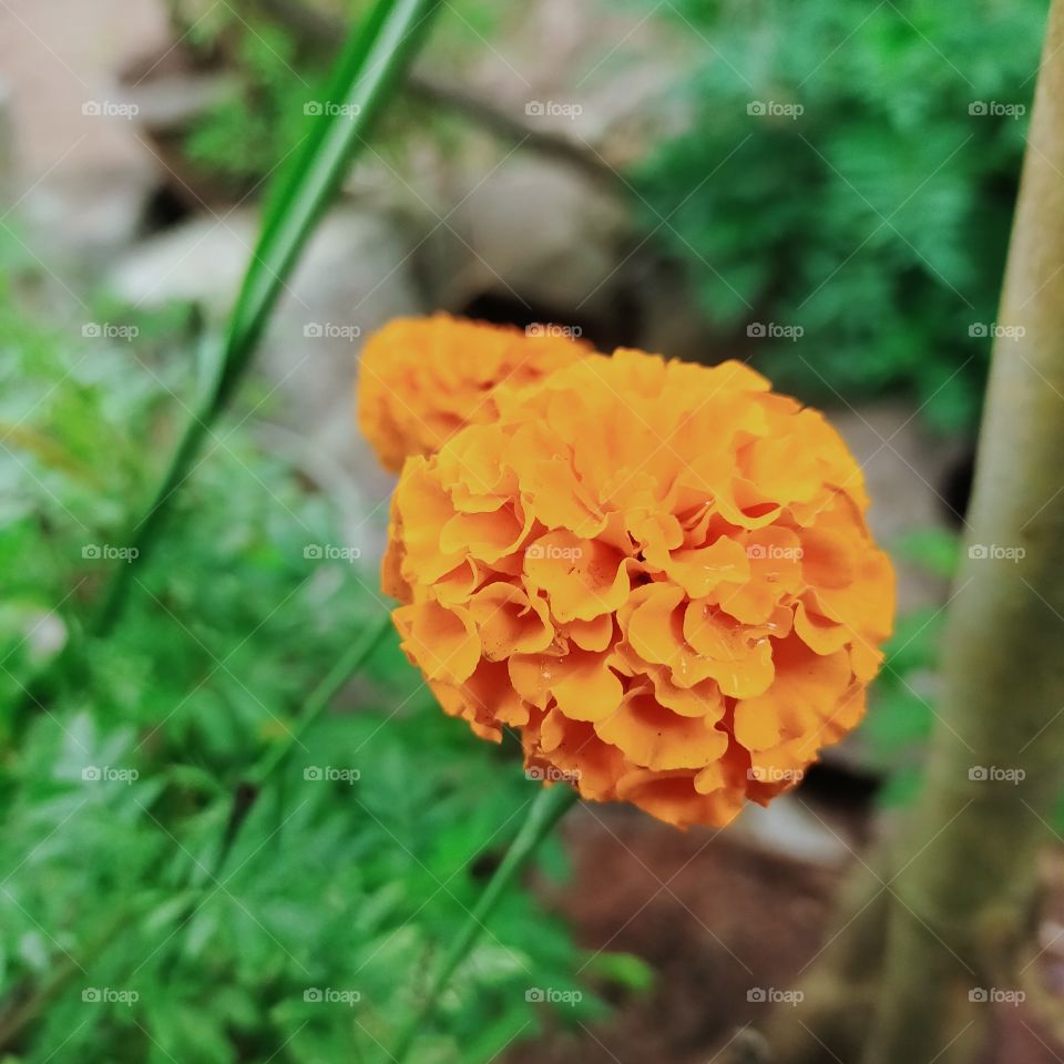 I am not professional but be like professional 🧡