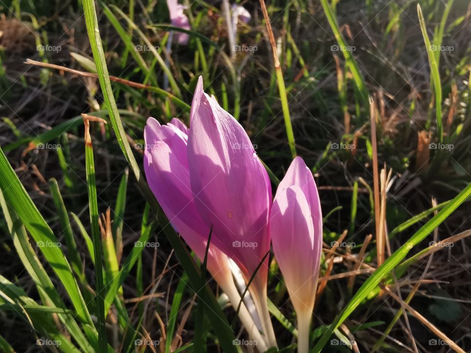 Aurumn crocus on the meadow