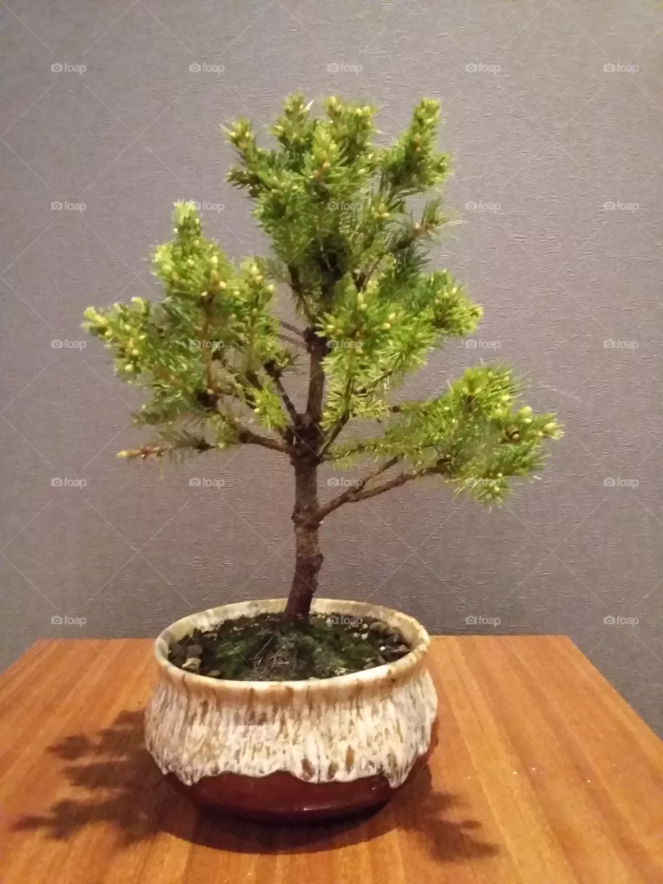 bonsai
