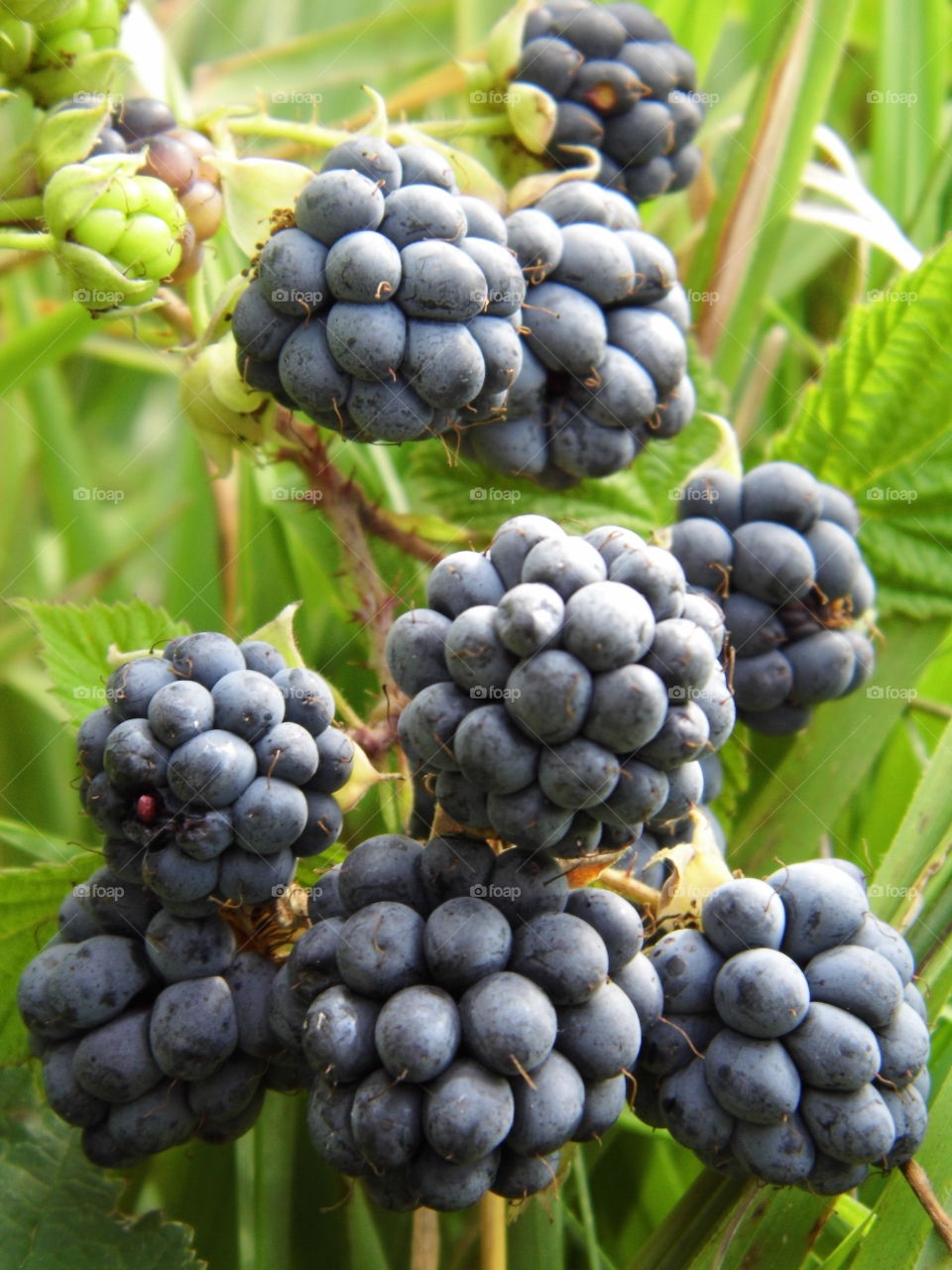 good fruit in nature