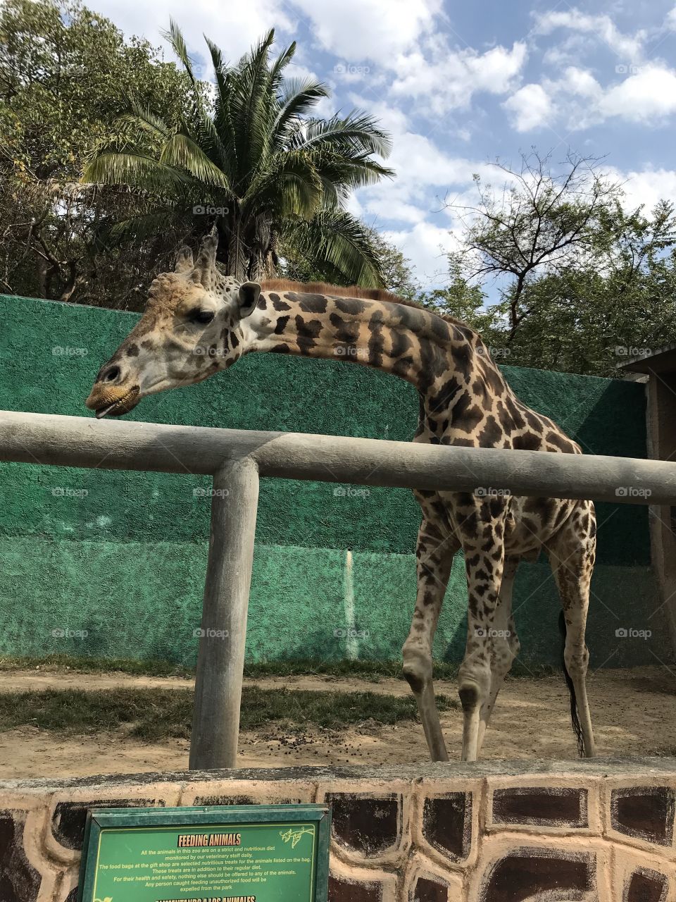 Happy giraffe waiting for carrots at the Puerto Vallarta zoo!