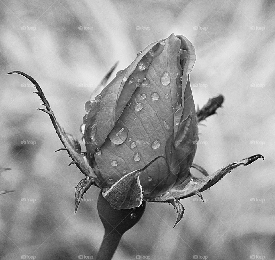 The beauty of black and white - Black and white rose with raindrops  - Roses are most commonly associated with love and romance. They can stand for the beginning of new things and major change